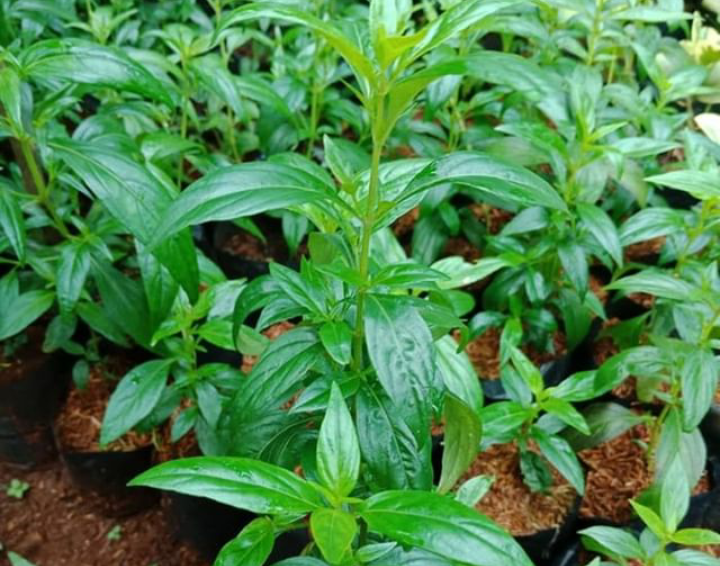 Daun Sambiloto, Pahit tapi Bisa Sembuhkan Berbagai Penyakit